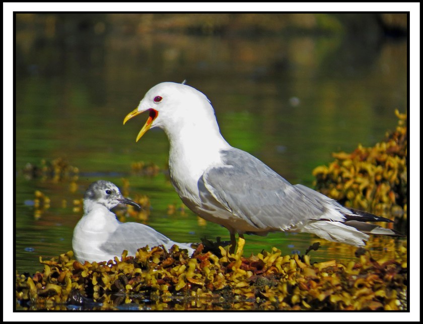 BottleneckJul2017SeagullsIMG_4551_edited-1