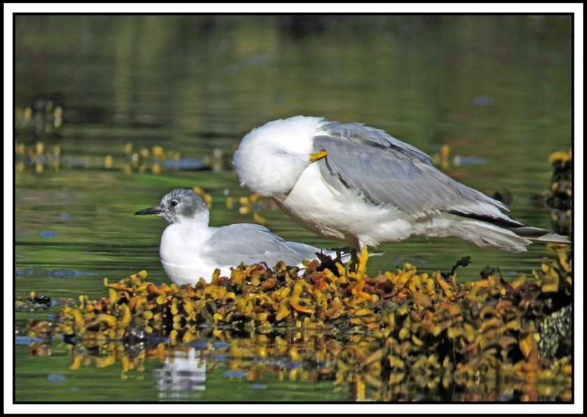 BottleneckJul2017SeagullsIMG_4558_edited-1
