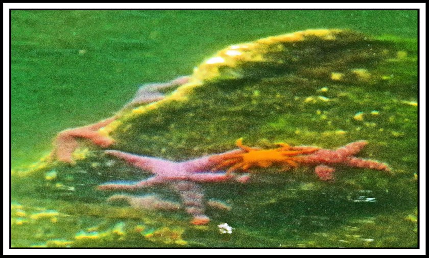 BottleneckJul2017SeaStars11