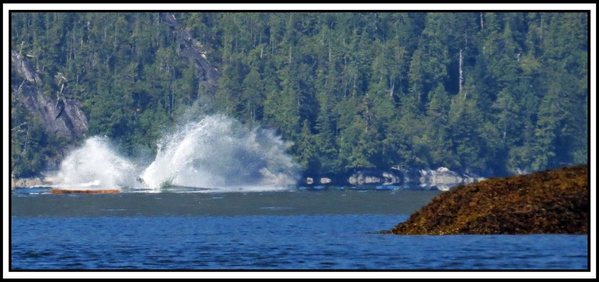 BottleneckJul2017Whale-IMG_4315_edited-1