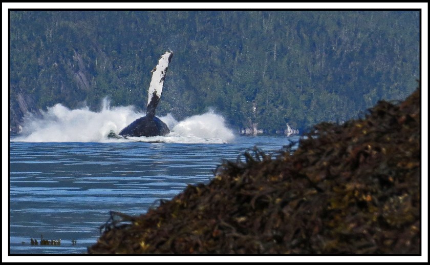 BottleneckJul2017Whale-IMG_4357_edited-2