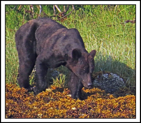 CameronAug2017Bear-IMG_6073_edited-1