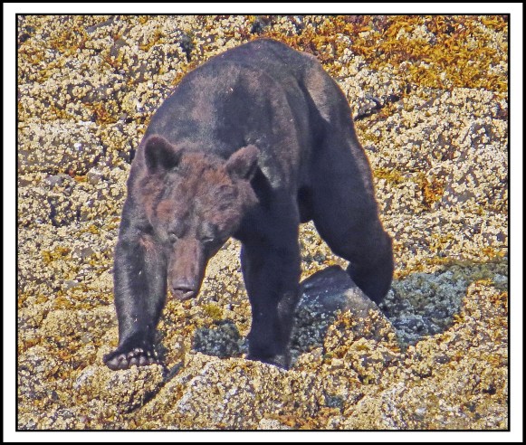 CameronAug2017Bear-IMG_6092_edited-1