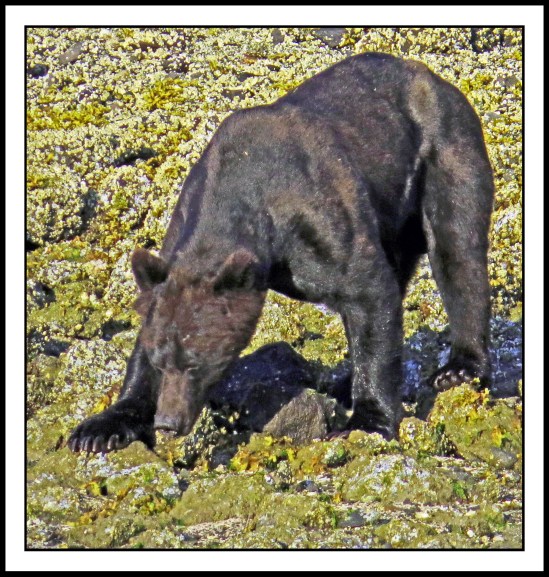 CameronAug2017Bear-IMG_6113_edited-1