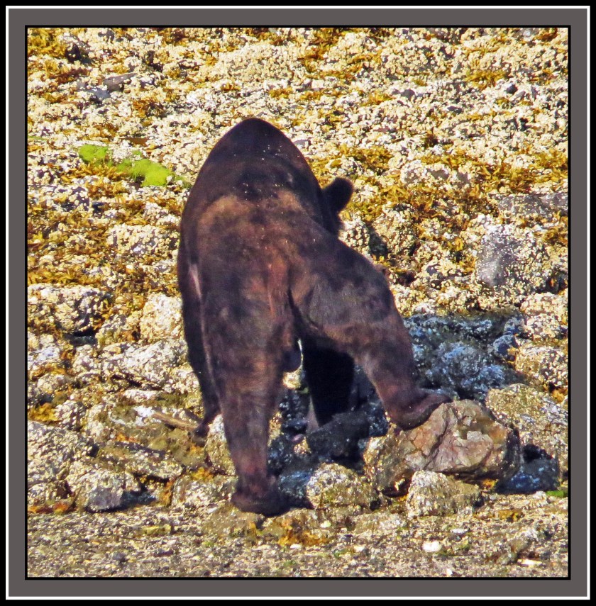 CameronAug2017Bear-IMG_6208_edited-2