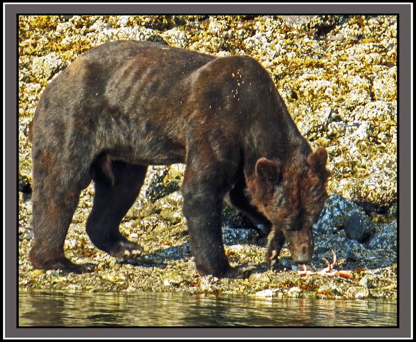 CameronAug2017Bear-IMG_6280_edited-1