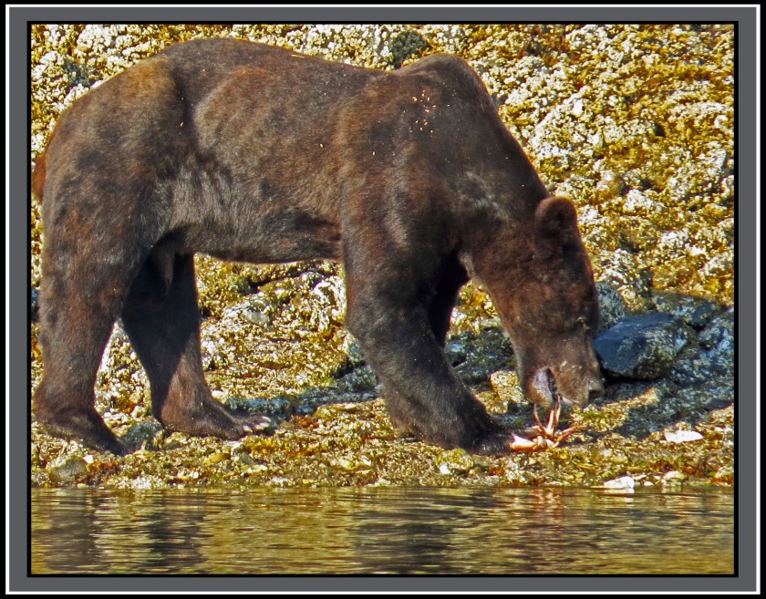 CameronAug2017Bear-IMG_6286_edited-1