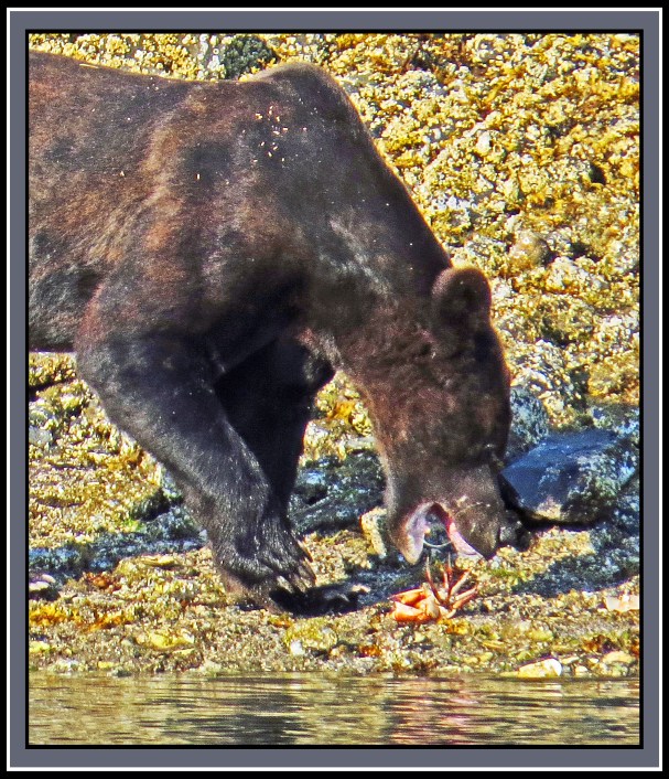 CameronAug2017Bear-IMG_6287_edited-1