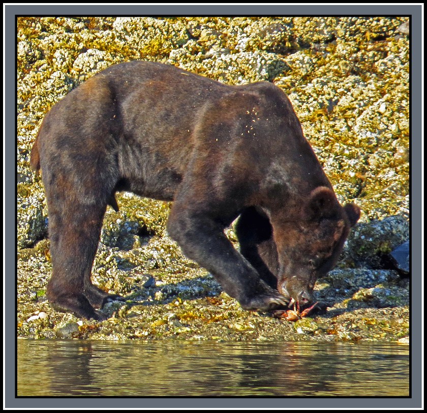 CameronAug2017Bear-IMG_6289_edited-1