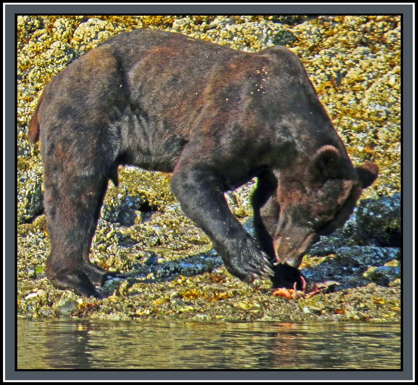 CameronAug2017Bear-IMG_6290_edited-1