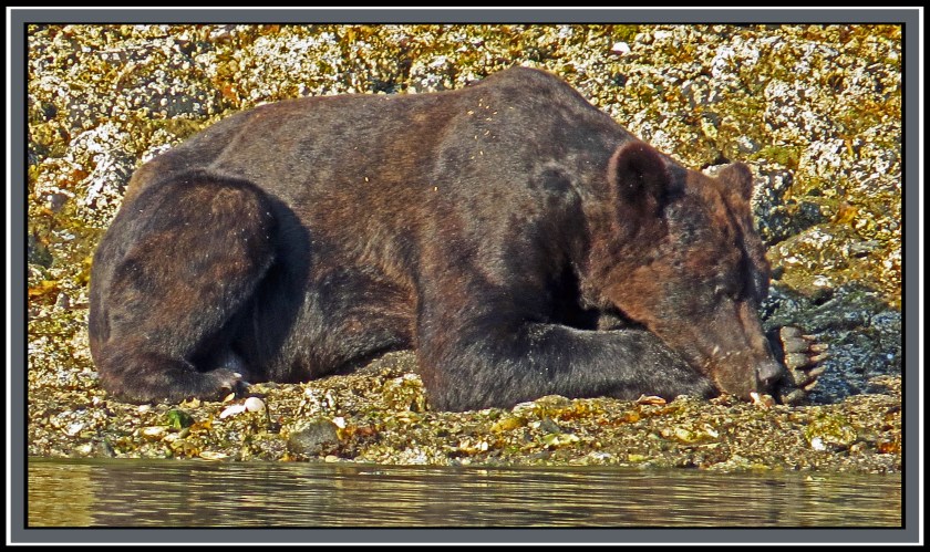 CameronAug2017Bear-IMG_6400_edited-1