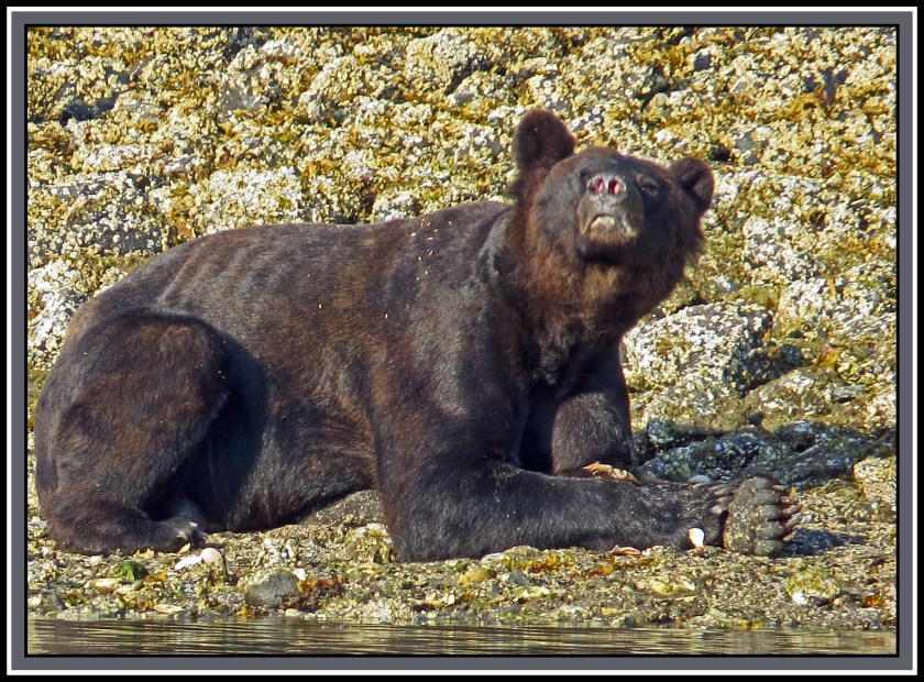 CameronAug2017Bear-IMG_6403_edited-1