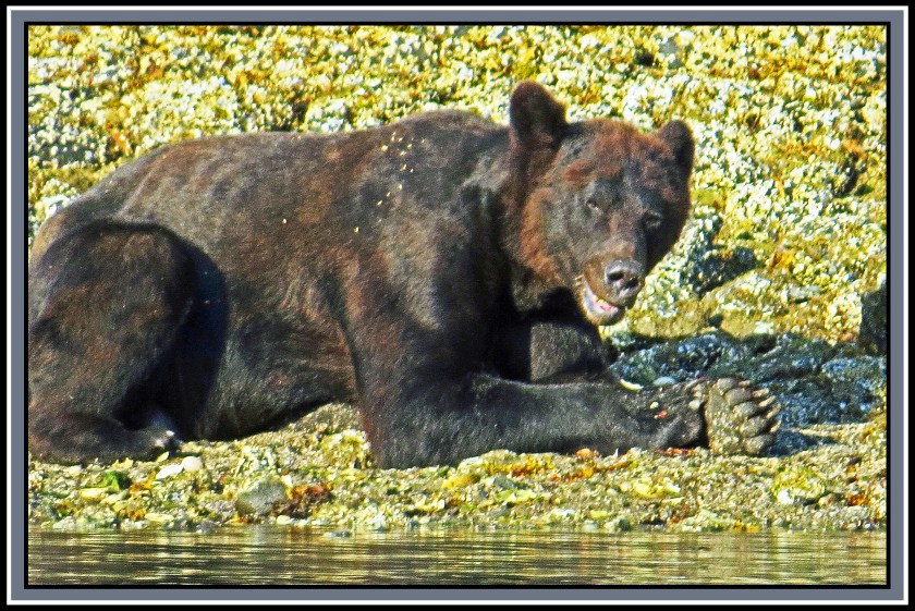 CameronAug2017Bear-IMG_6443_edited-1