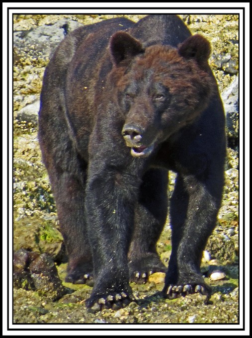 CameronAug2017Bear-IMG_6505_edited-1