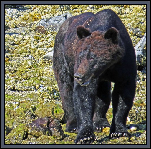 CameronAug2017Bear-IMG_6506_edited-1