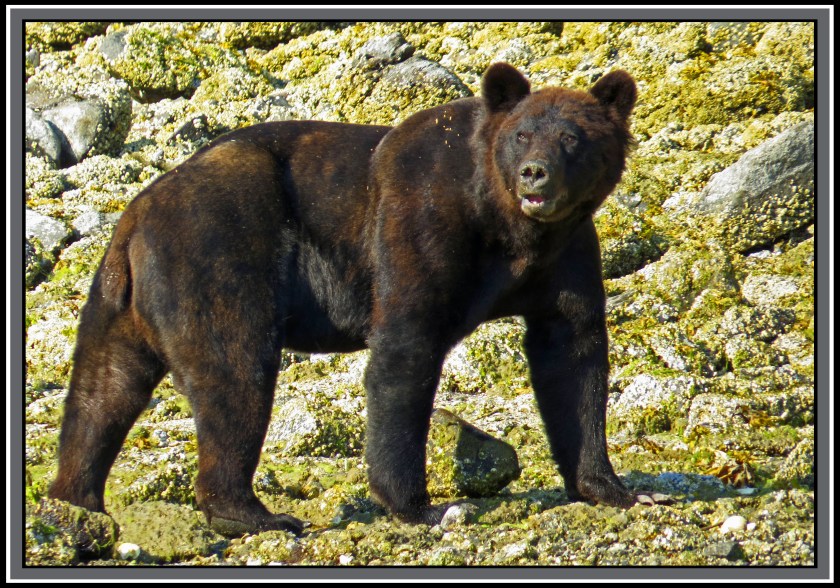 CameronAug2017Bear-IMG_6535 copy 2