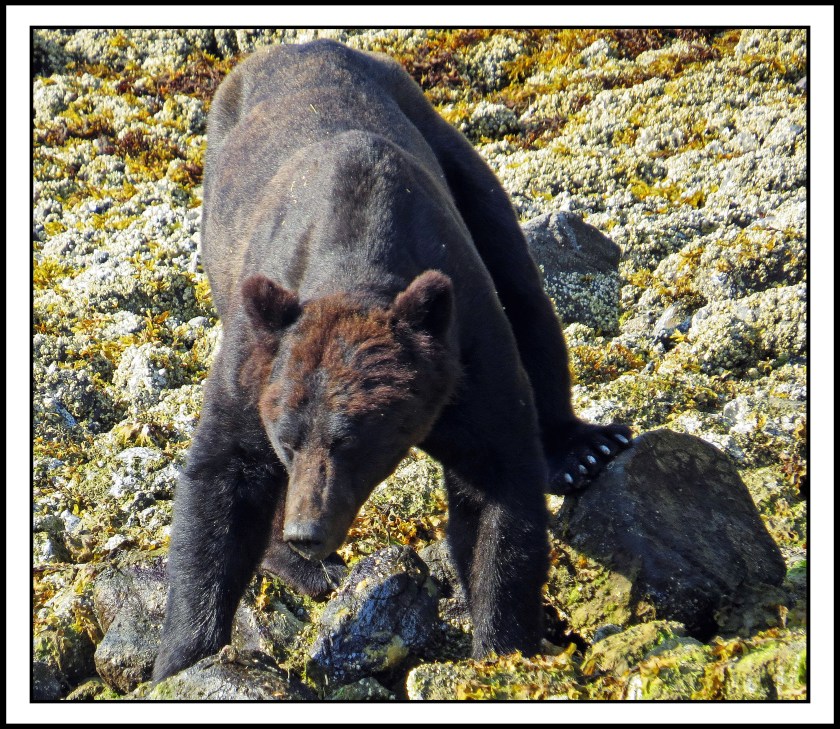 CameronAug2017Bear-IMG_6703_edited-1