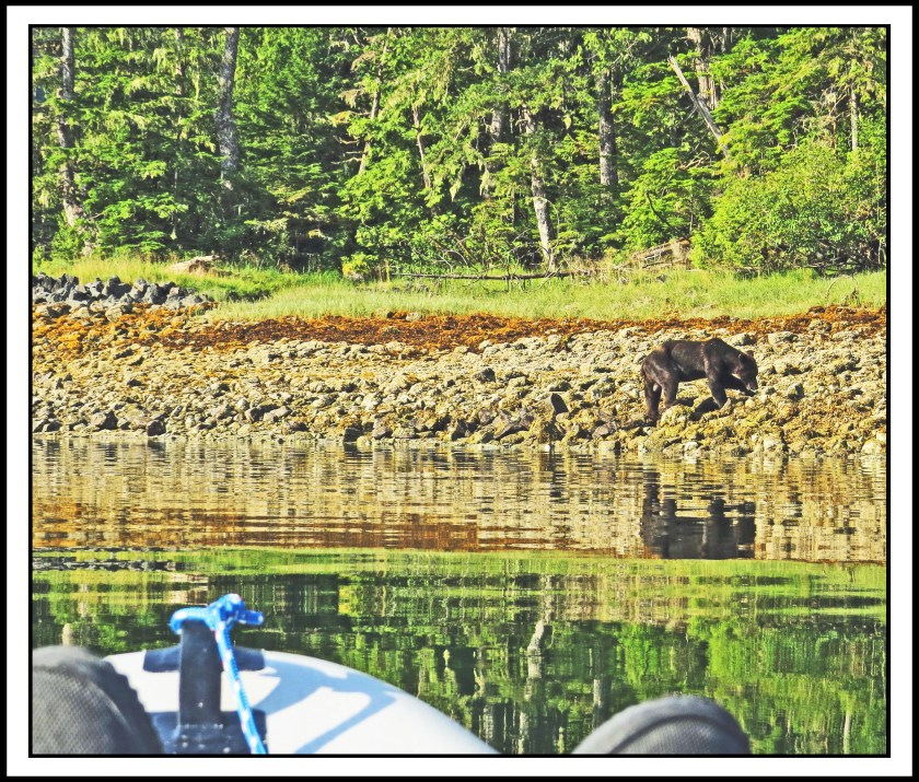 CameronAug2017Bear-IMG_6860_edited-1