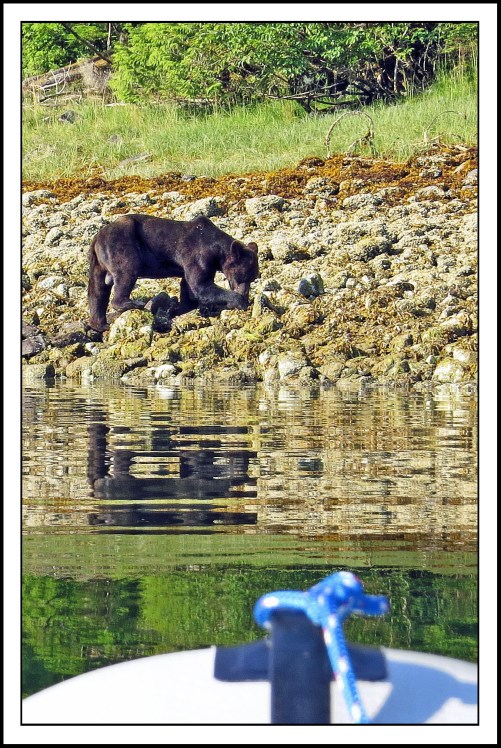 CameronAug2017Bear-IMG_6862_edited-1