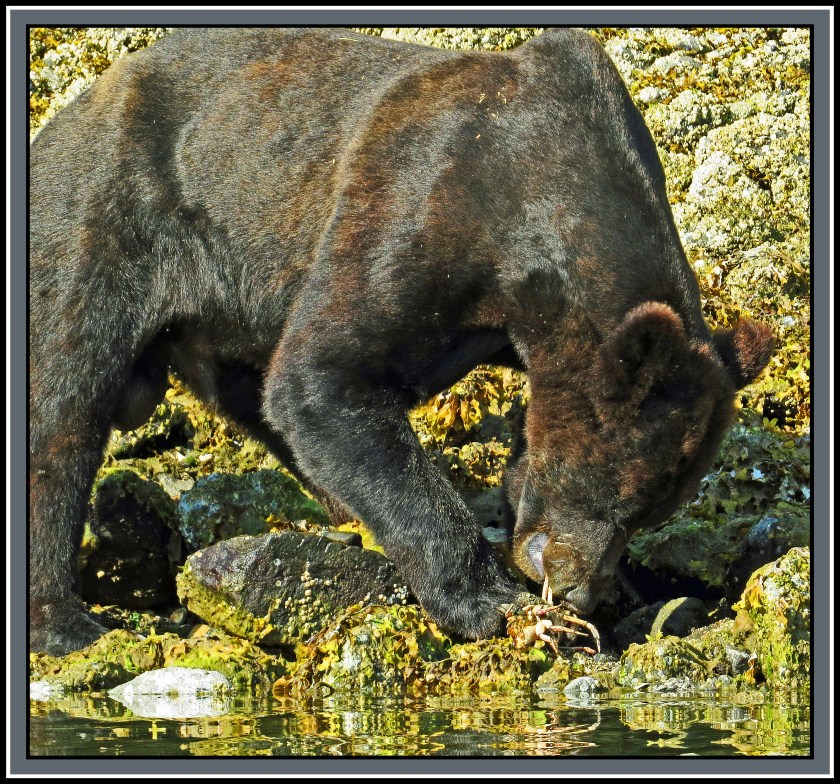CameronAug2017Bear-IMG_6962_edited-1