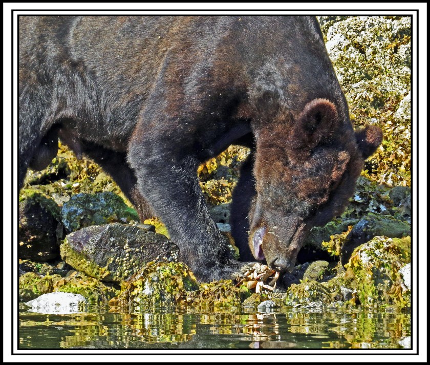 CameronAug2017Bear-IMG_6967_edited-1