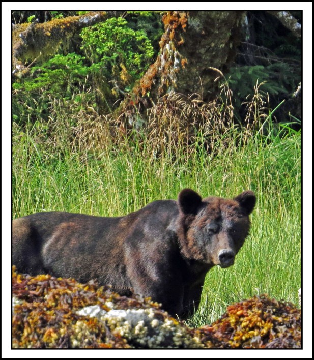 CameronAug2017Bear-IMG_7433_edited-1