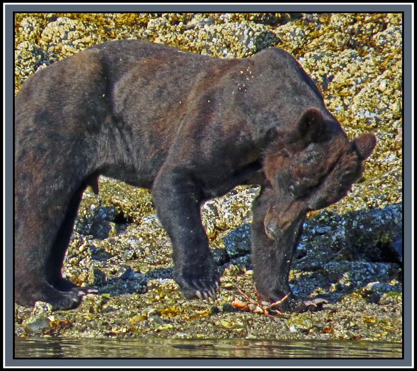 CameronAug2017BearIMG_6299_edited-1