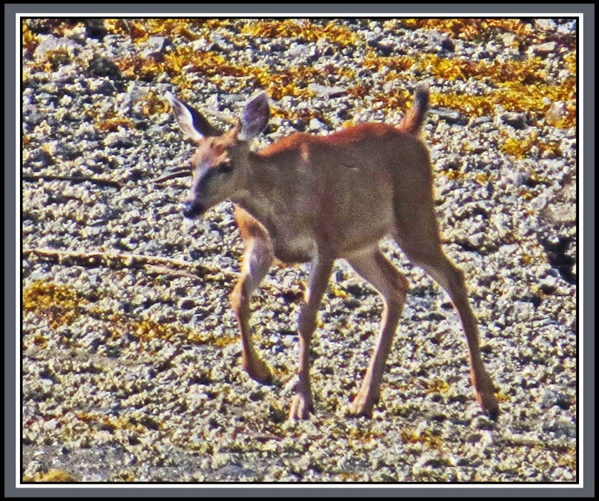 CameronAug2017Deer-11IMG_7182_edited-1