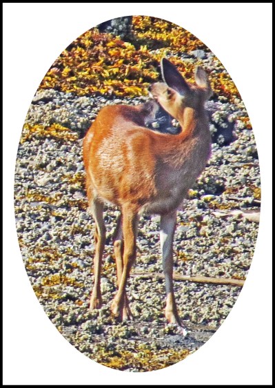 CameronAug2017Deer-16