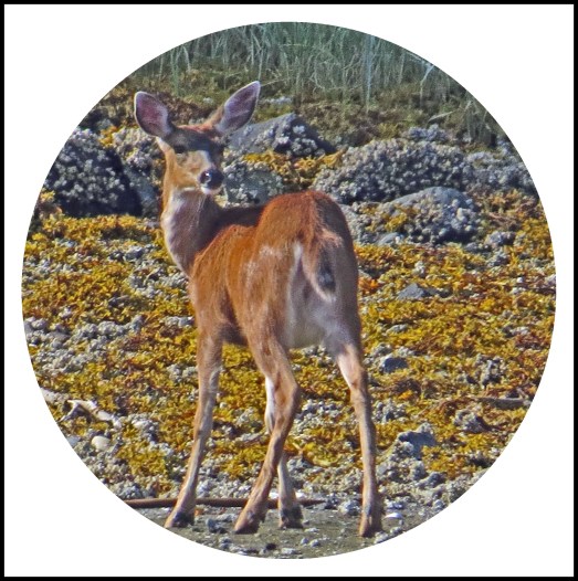 CameronAug2017Deer-26