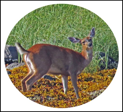 CameronAug2017Deer-28a