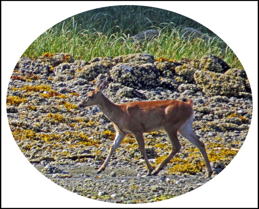 CameronAug2017Deer-4