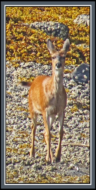 CameronAug2017Deer-IMG_7187_edited-1