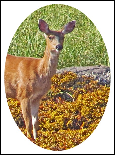 CameronAug2017Deer10