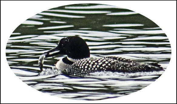 CameronAug2017Loon60