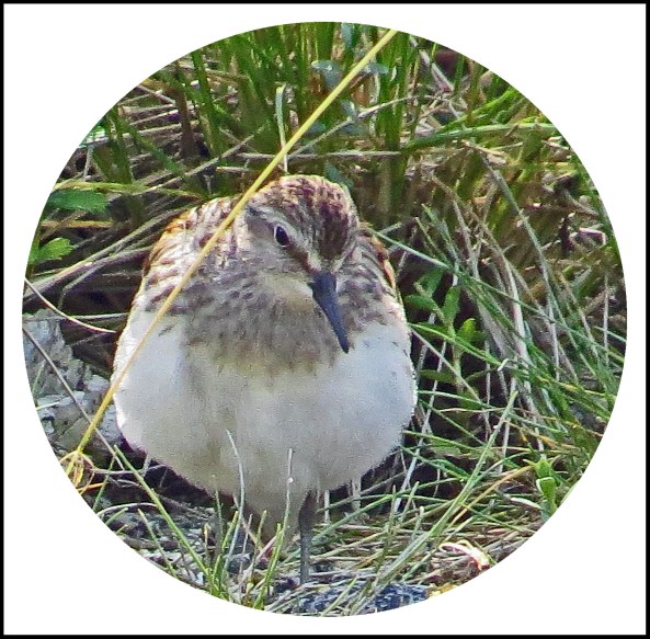 CameronAug2017Sanderling-33