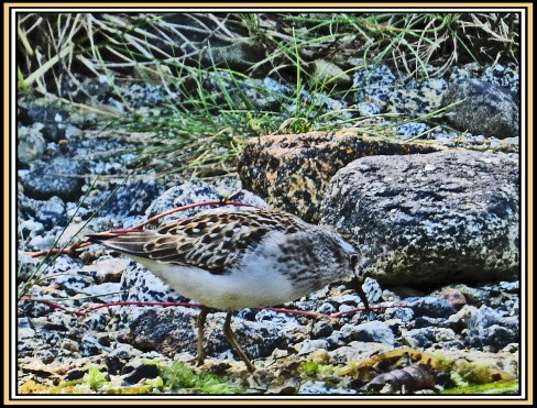 CameronAug2017Sanderling-IMG_7466_edited-1