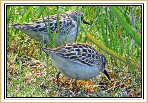 CameronAug2017Sanderling-IMG_7548_edited-1