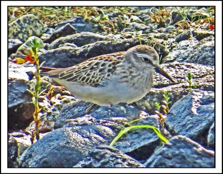 CameronAug2017Sanderling-IMG_7554_edited-1