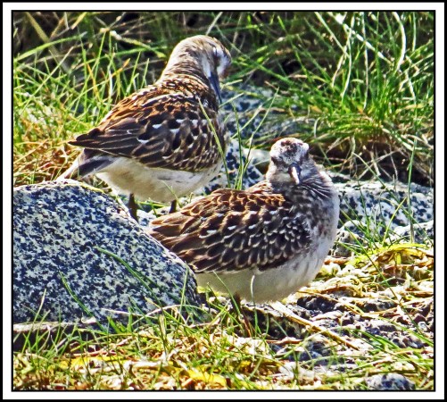 CameronAug2017Sanderling-IMG_7592_edited-1