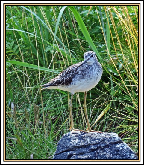 CameronAug2017Yelllowlegs-IMG_7448 copy 2_edited-1