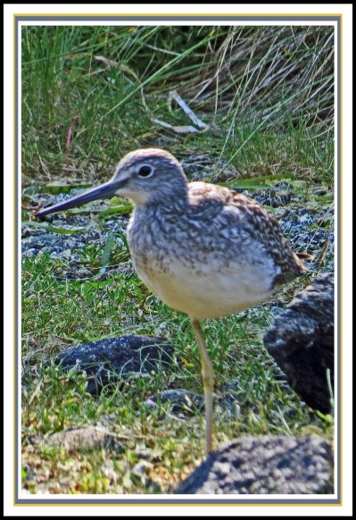 CameronAug2017Yellowlegs-IMG_7521_edited-1