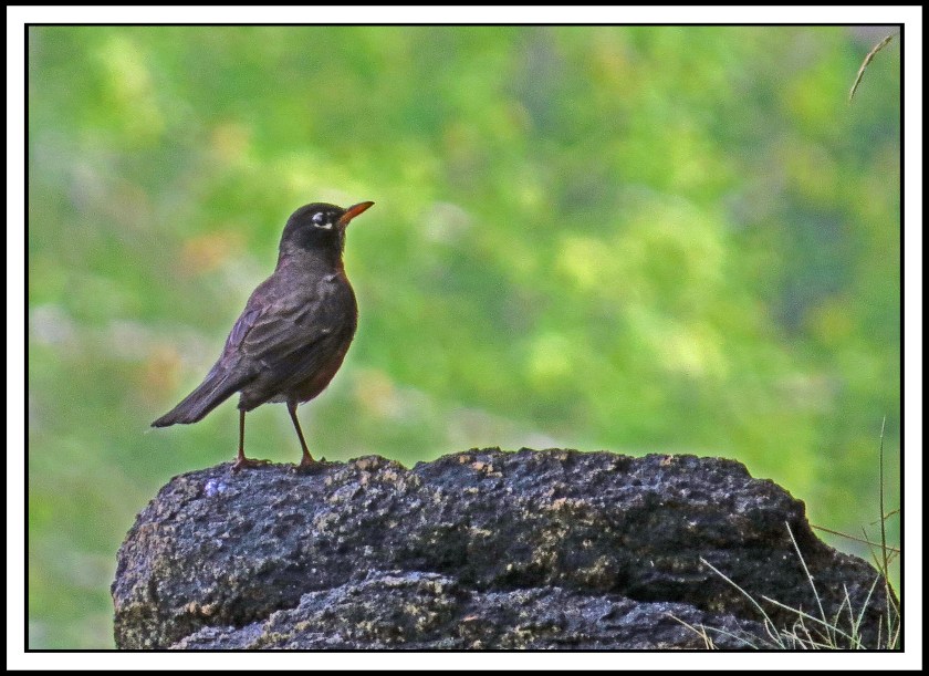 ChappleAug2017Bird-IMG_7759_edited-1