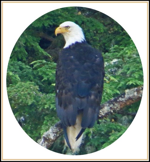 ChappleAug2017Eagle-1