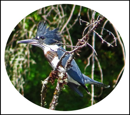 ChappleAug2017Kingfisher-1