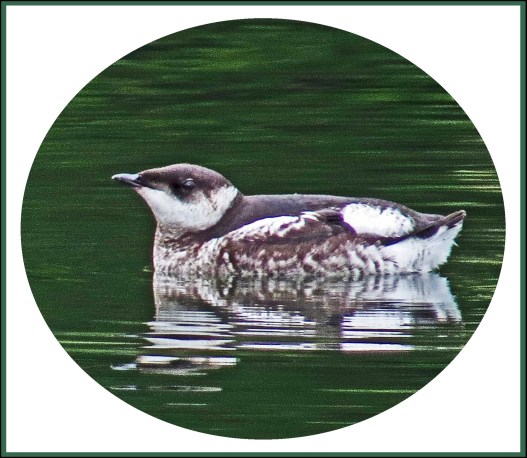 ChappleAug2017Murrelet-1