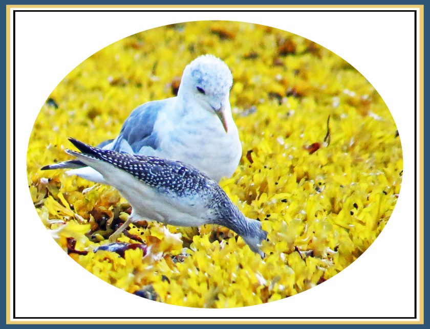 ChappleAug2017Yellowlegs55