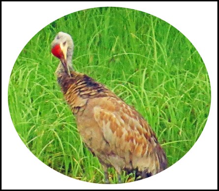 CodvilleJul2017Sandhill-10