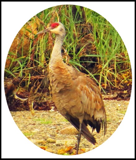 CodvilleJul2017Sandhill-10a