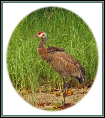 CodvilleJul2017Sandhill-9_edited-1